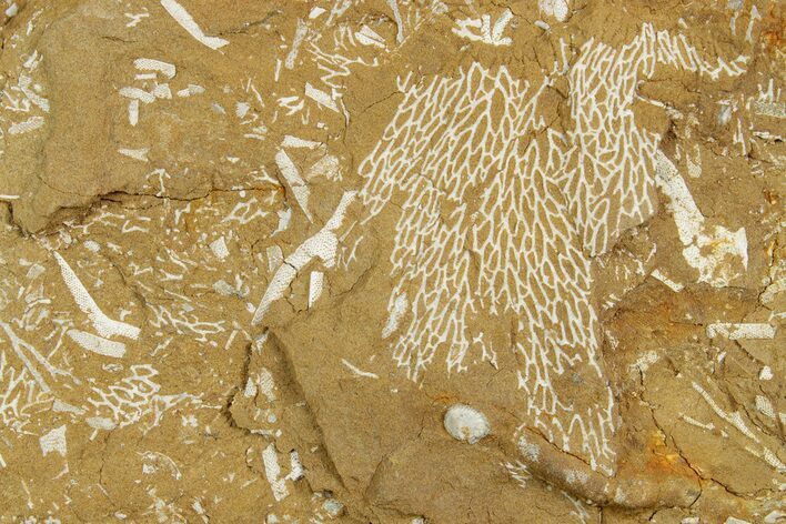 Ordovician Kukersite Oil Shale with Bryozoan Fossils - Russia #369564